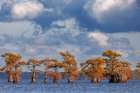 Bald cypress trees in autumn Caddo Lake-Uncertain-Texas Art Print